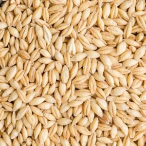 organic barley for sale