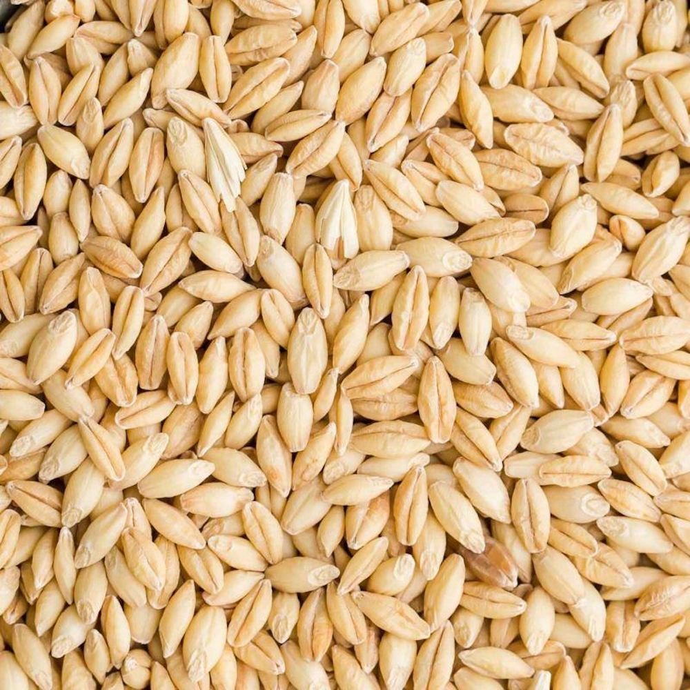 organic barley for sale