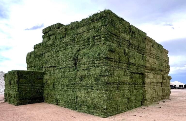 Egypt-Hay-Wholesale-Suppliers-Bulk-Hay-for-sale-in-Egypt